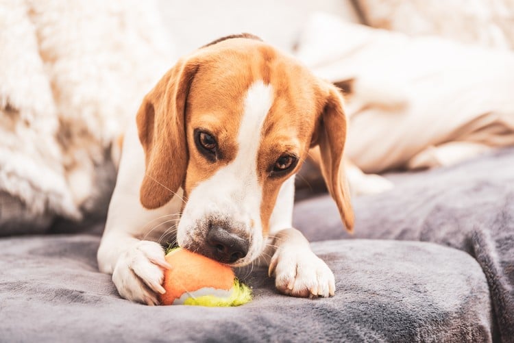 Zerr-Spielzeug für Hunde selber machen Spielzeuge für Haustiere Ideen