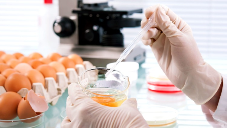 Lab technician examines raw egg for salmonella as a possible cause of infection