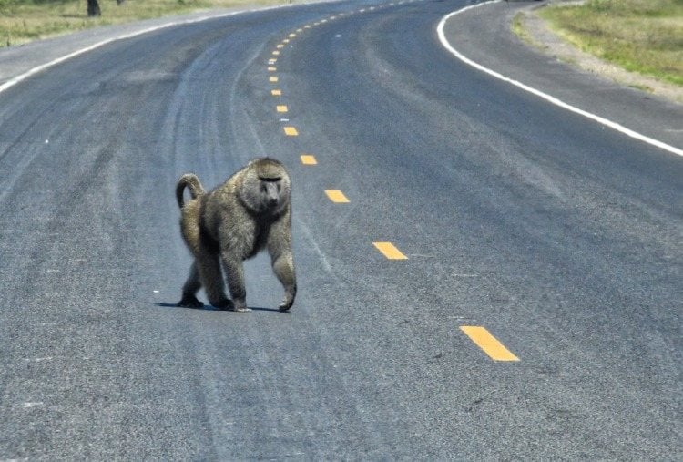 Baboon on empty country road during the Covid 19 pandemic