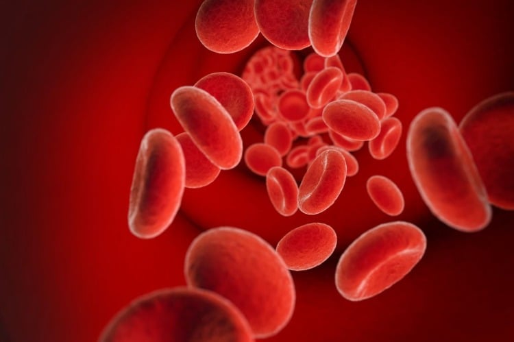 red blood cells in bloodstream shown in 3d
