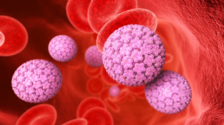 rote blutkörperchen greifen humane papillomaviren als antikörper bei infektion an
