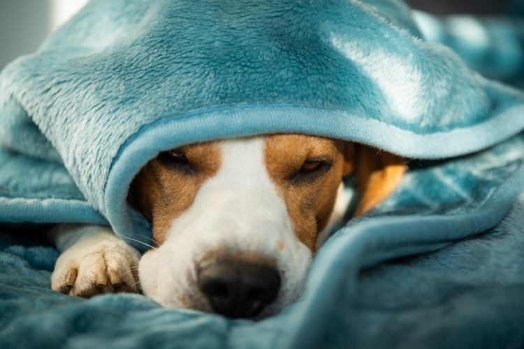 sleepy dog ​​under a blanket