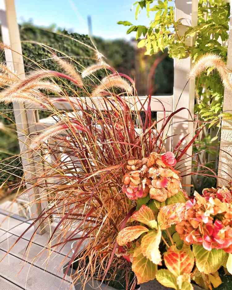 Afrikanisches Lampenputzergras Pennisetum setaceum für die Herbst-Terrasse