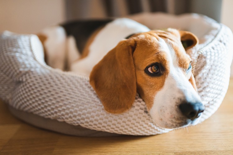 Arthritis bei Haustieren behandeln Tipps CBD Öl für Hunde Wirkung