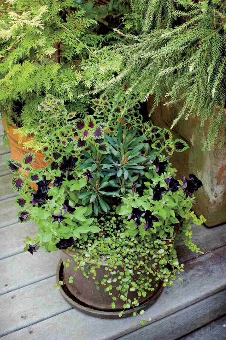 Blattschmuckpflanzen und Herbstblumen für Balkon Ideen