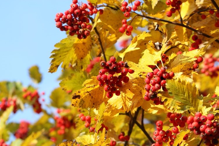 Rowan Rowan tree with autumn colors
