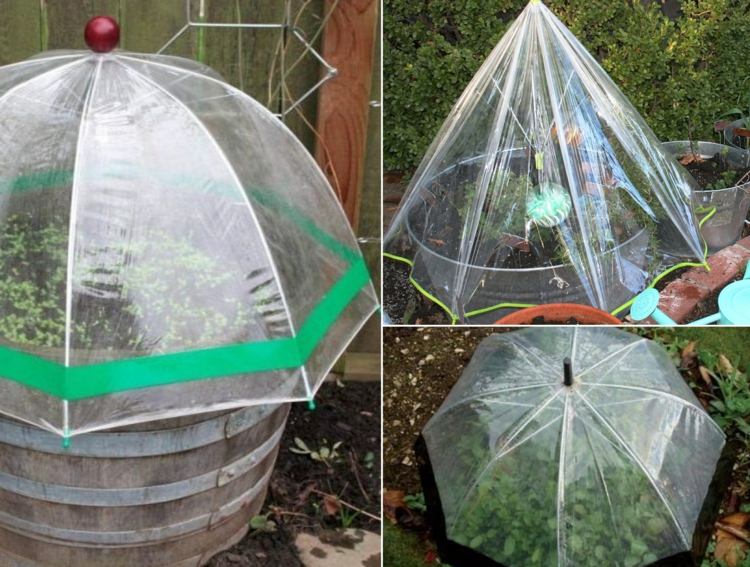 A broken transparent umbrella is perfect as a small greenhouse