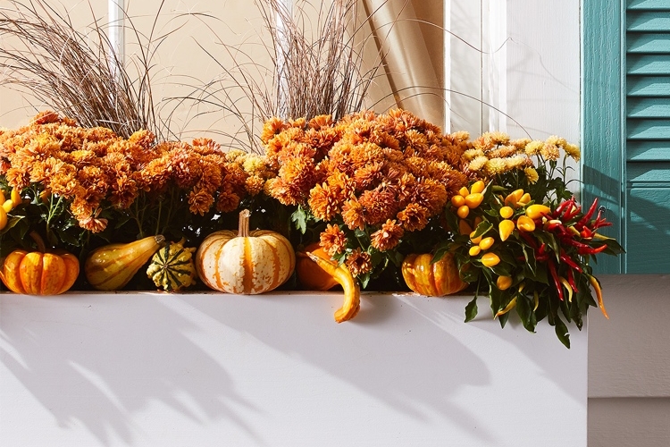 Herbstblumen für Balkon ideen für Herbstbepflanzung von Blumenkästen mit Kürbissen und Chrysanthemen und Paprika
