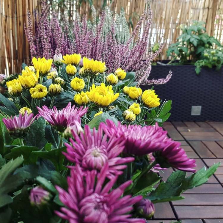 Herbstblüher wie Chrysanthemen und Erika Heidekraut auf der Terrasse aufstellen