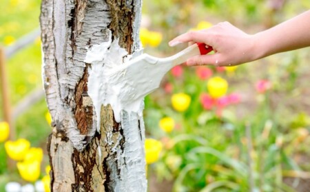 gartentipps baumpflege durch kalkanstrick auf der baumrinde mit pinsel auftragen und bäume kalken im herbst