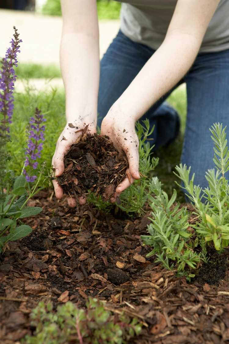 kompost auf erdboden bringen und einjährige pflanzen im winter dadurch schützen