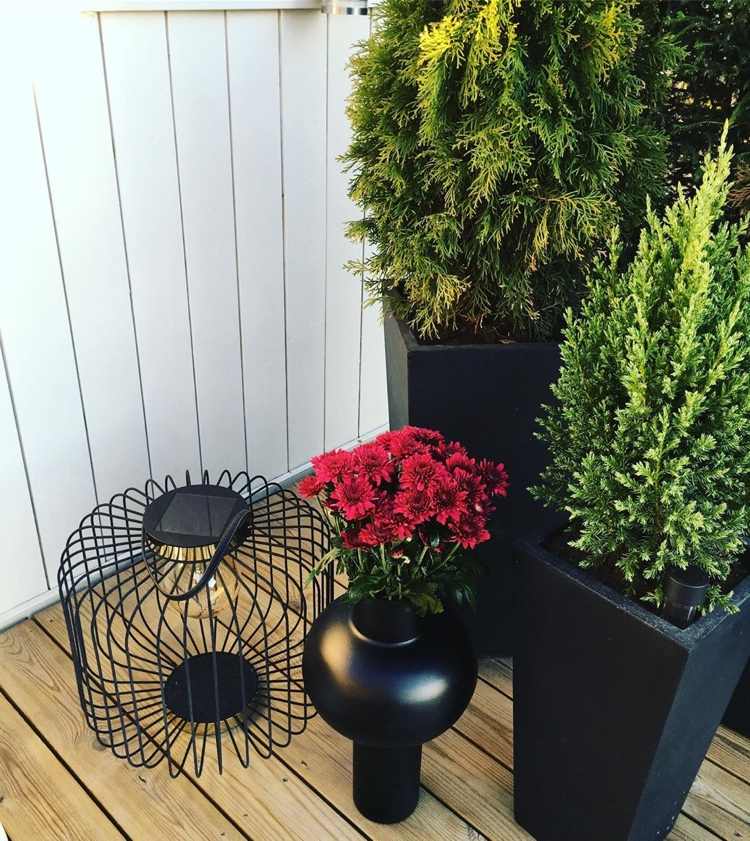 red chrysanthemums and green bushes really come into their own in black tubs and vases