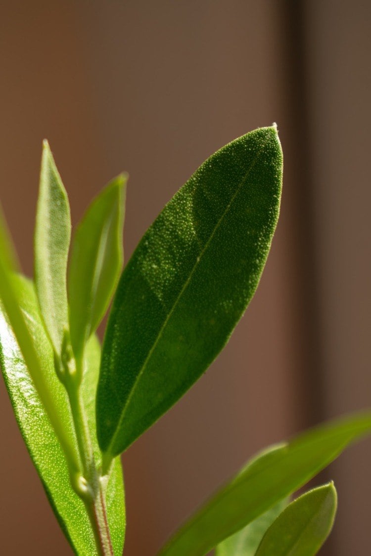 light-irradiated olive leaf in the early stage of growth