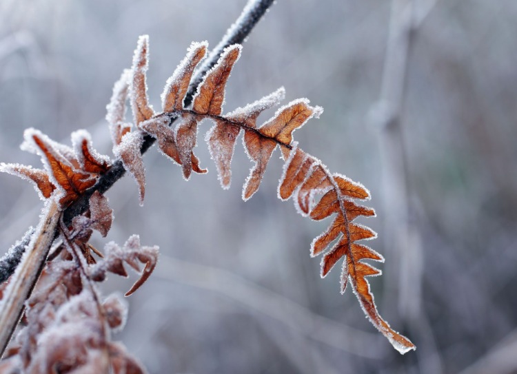 winterfrost kann viele pflanzensorten beschädigen
