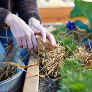 wintervorbereitung des gartens durch bedecken des bodens mit strohdecke