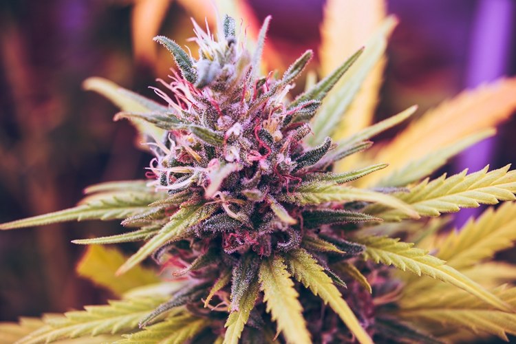 CBD stammt von der Cannabispflanze