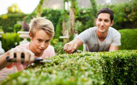 Hecke schneiden wann Gartenpflege Tipps