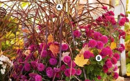 Herbstbepflanzung für Topf mit Ziergras und Purpur Chrysanthemen