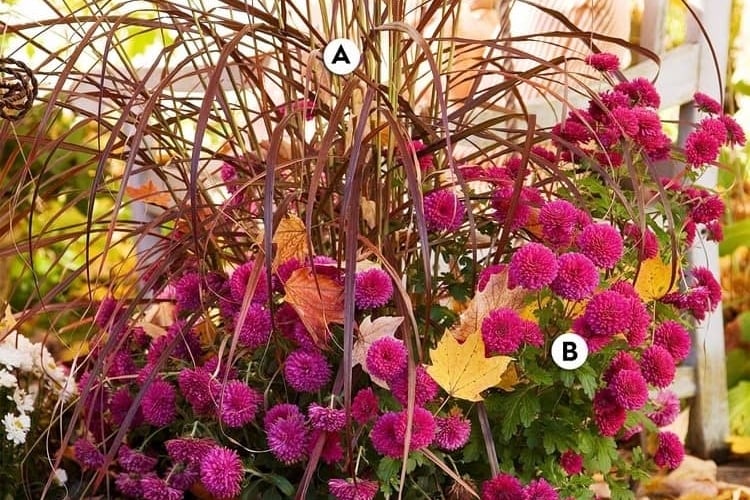 Herbstbepflanzung für Topf mit Ziergras und Purpur Chrysanthemen