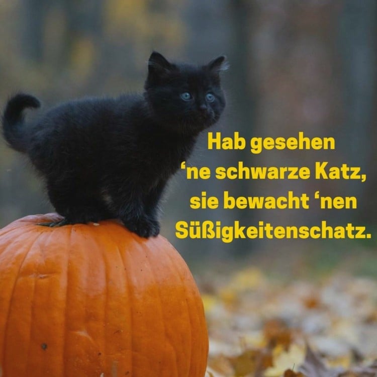 Kinder Sprüche zu Halloween - Hab gesehen ne schwarze Katz