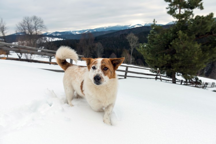 Kokosöl für Hunde Dosierung Pfotenpflege bei Hund im Winter