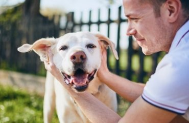 Kokosöl für Hunde Ohren Fellpflege Hund Hausmittel