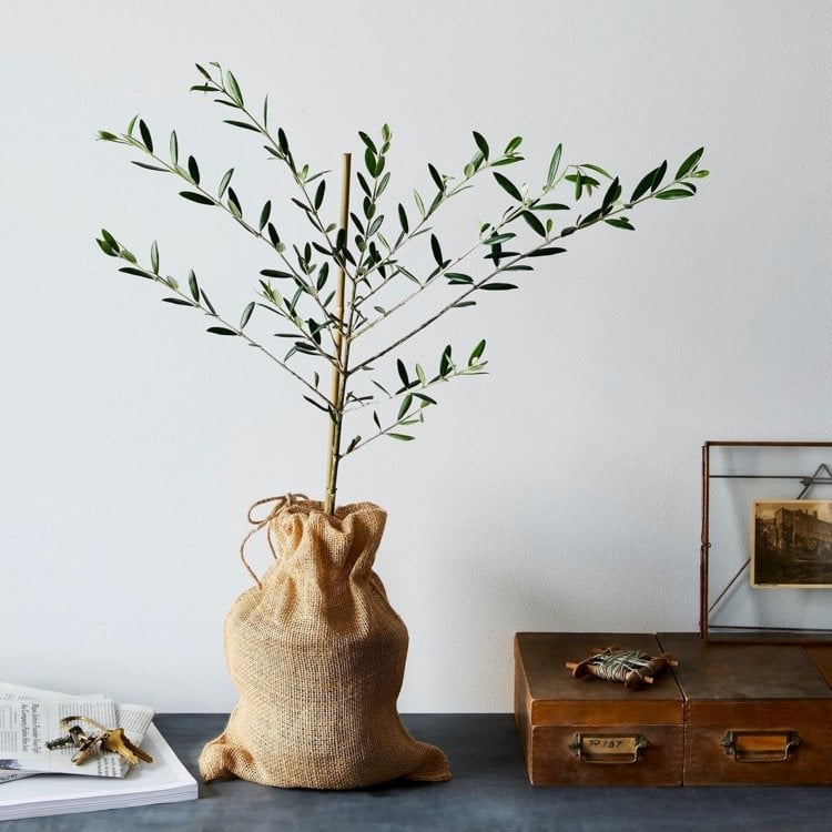 Olivenbaum als Kübelpflanze im Wohnzimmer überwintern ab wann und wie