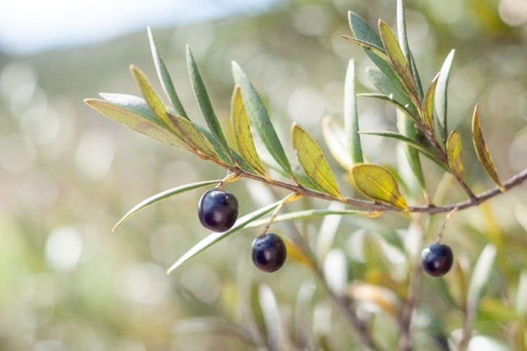 Olivenbaum im Garten überwintern und schneiden
