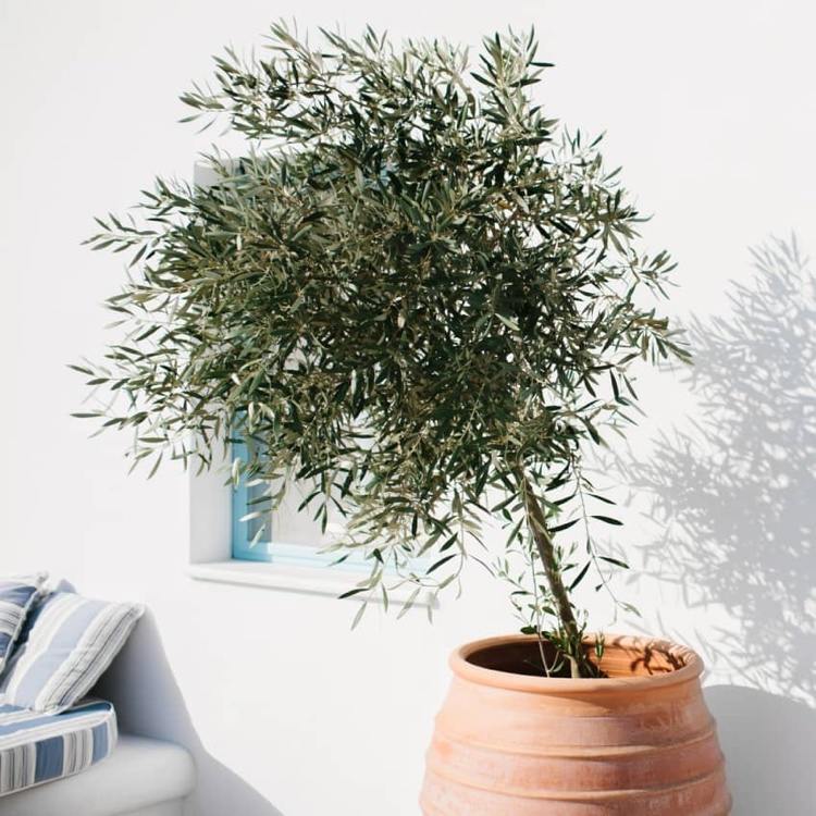 Olivenbaum im Kübel winterfest machen Tipps für Winter