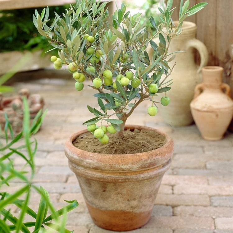 Olivenbaum überwintern als Kübelpflanze im Garten winterfest machen
