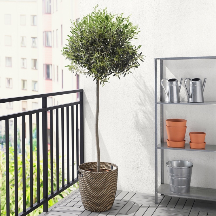 Olivenbaum überwintern am Balkon Kübelpflanze mit Vlies winterfest machen