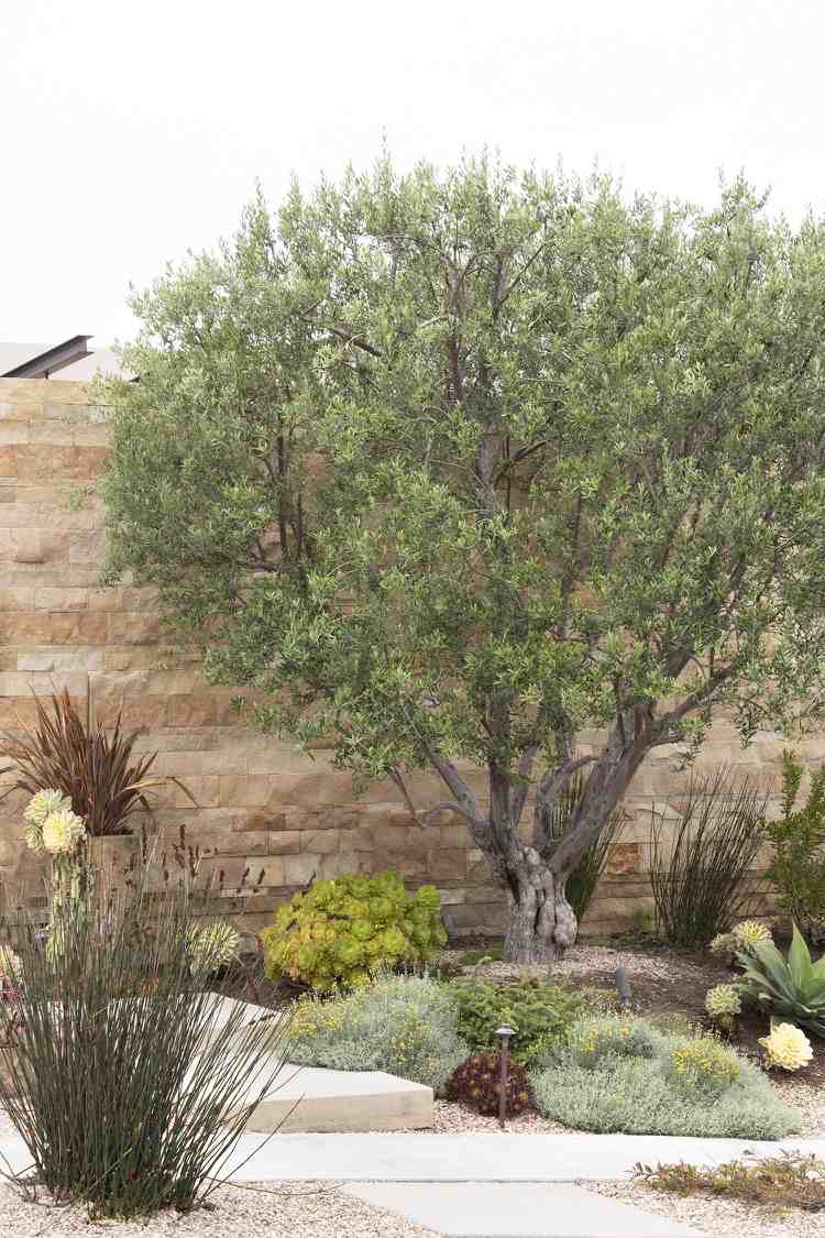 Olivenbaum überwintern im Garten Tipps für den Winter