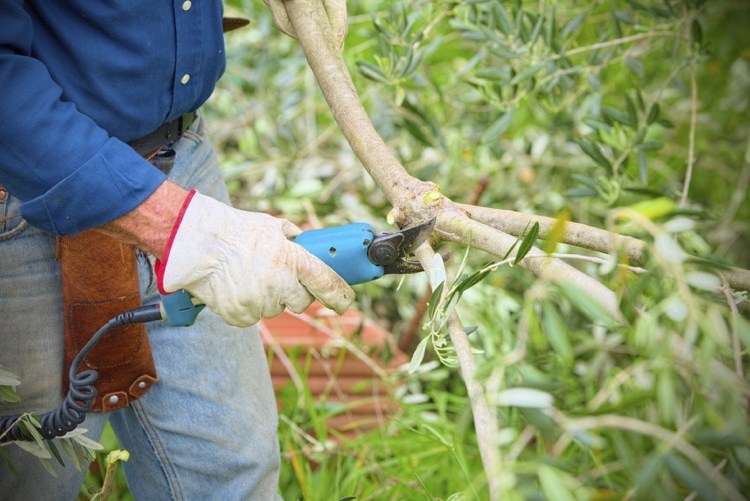 Olivenbaum überwintern schneiden oder nicht schneiden Tipps