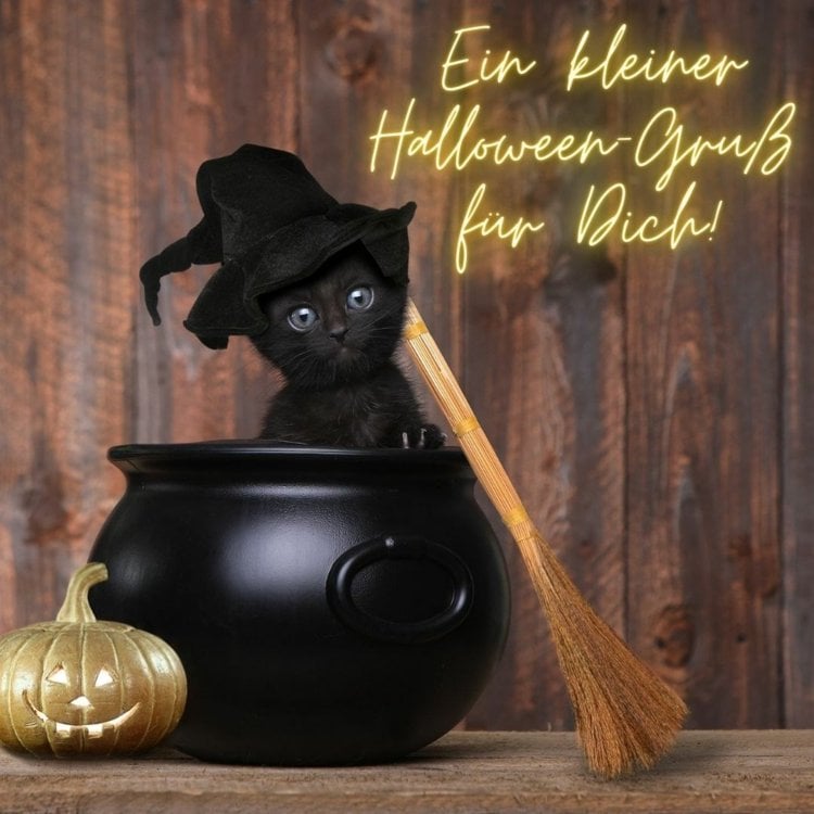 Sprüche zu Halloween und Grüße mit schwarzer Katze im Kessel als Hintergrund
