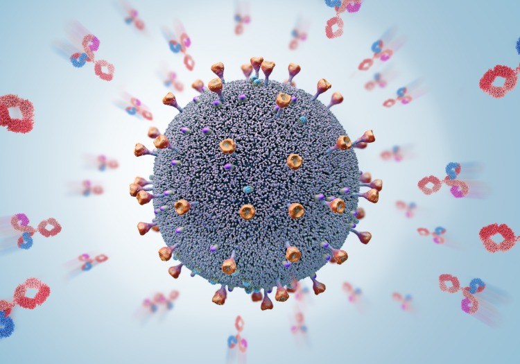 dauerhafte immunantwort durch antikörper gegen coronavirus infektion