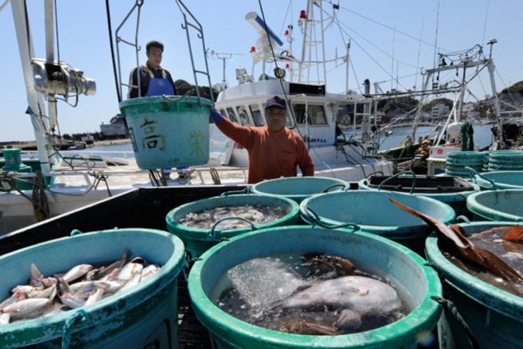 fischerei von meeresfrüchten und anderen fischsorten in japan während krise in fukushima