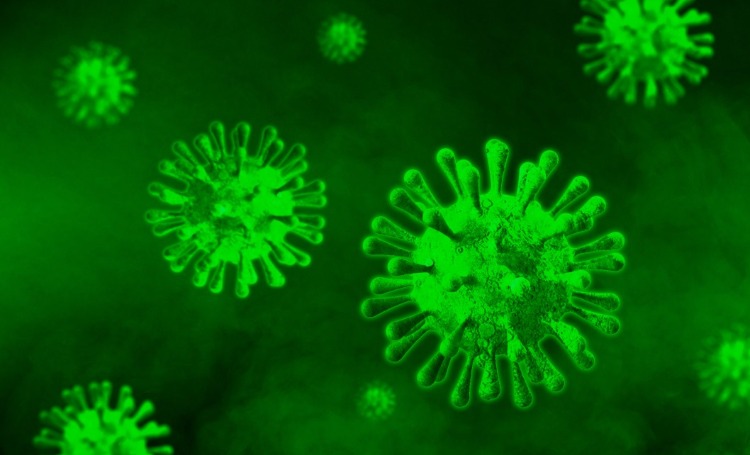 in grün dargestellte coronaviren während einer covid 19 infektion
