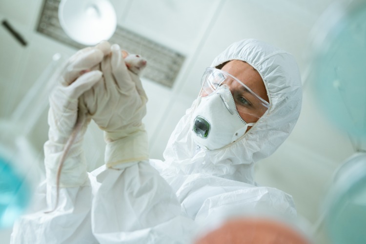 wissenschaftler mit schutzkleidung hält kleine labormaus