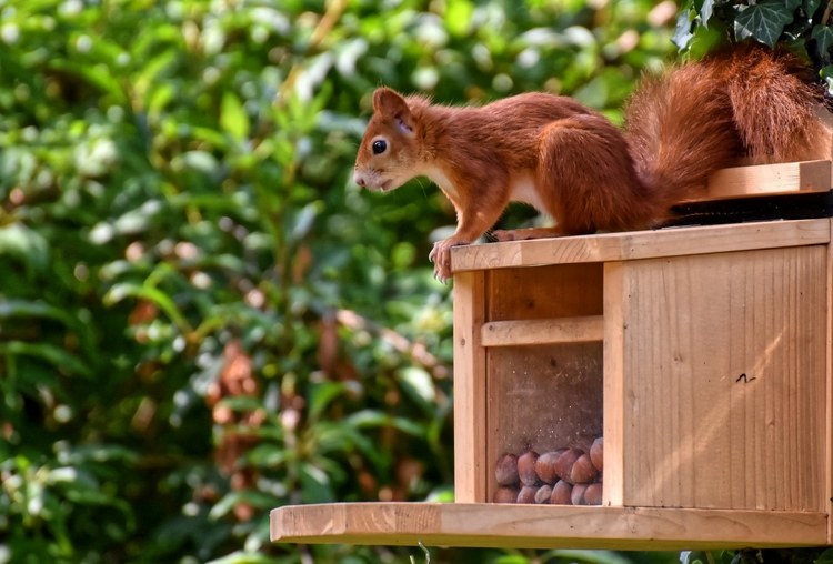 Futterstellen für Vögel und Eichhörnchen im Herbst aufstellen