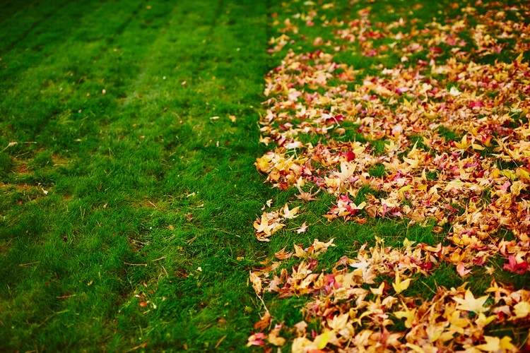Herbstblätter im Garten rechen oder liegenlassen