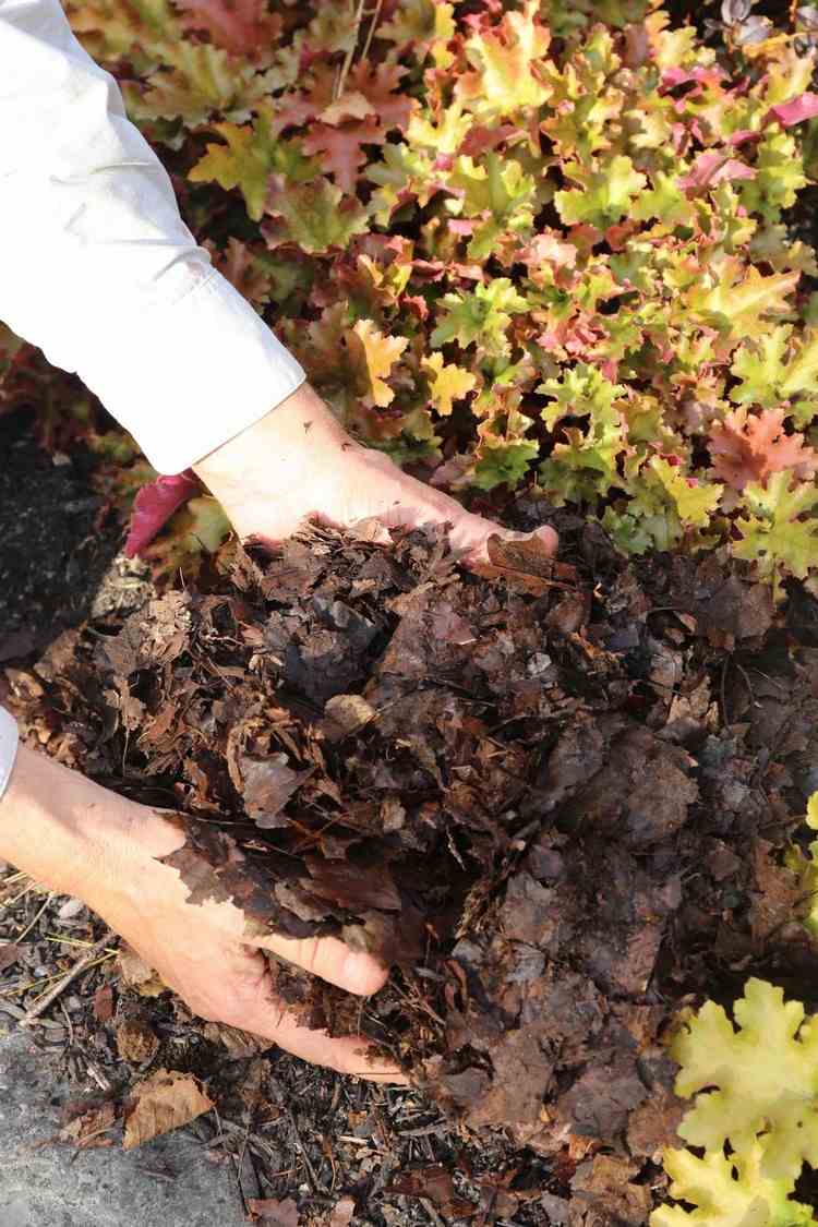 Herbstlauf aufsammeln als Winterschutz für Pflanzen