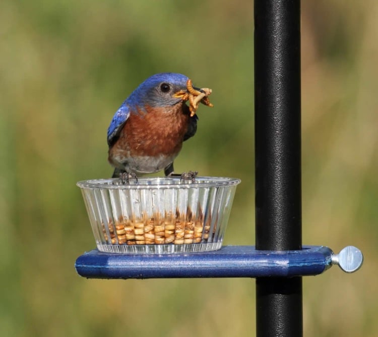 Insekten und Würmer im Sommer für das Futter für Vögel verwenden