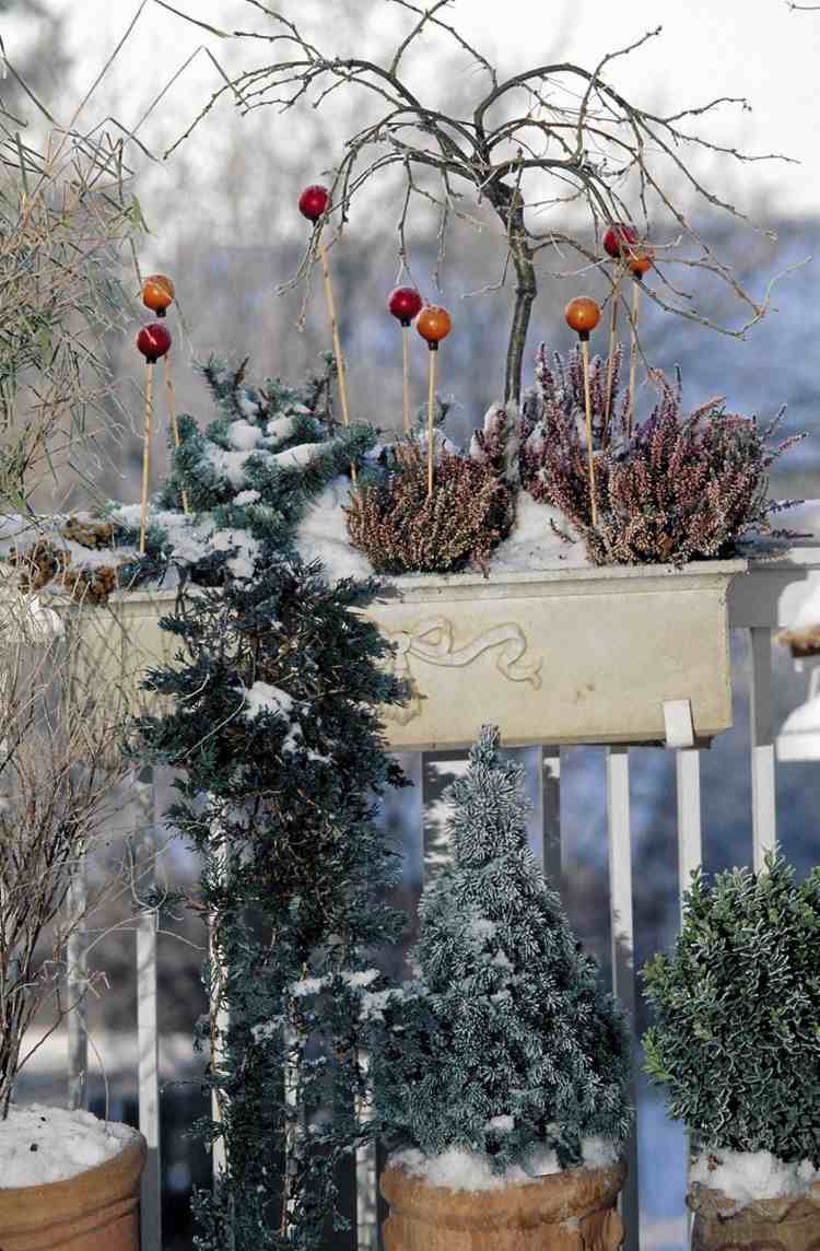 Nadelgehölze in Zwergformen und Eriken in Blumenkasten auf Balkon im Winter