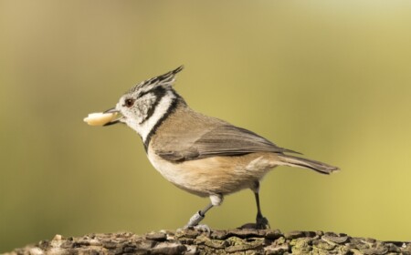 Vogelfutter selber machen, formen und auf verschiedene Weise aushängen - Ideen