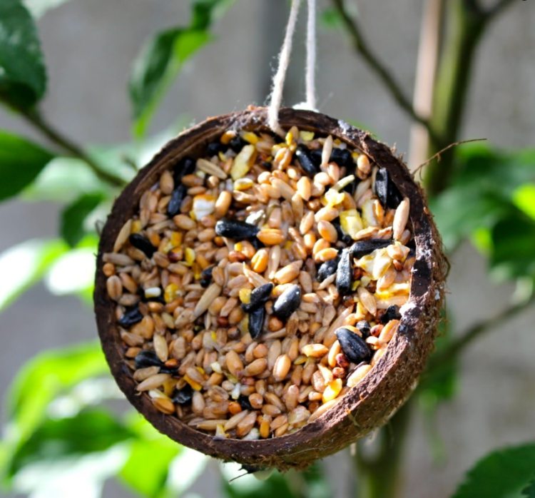Vogelfutter selber machen mit Palmin Kokosfett und Zutaten für Weichfutterfresser und Körnerfresser