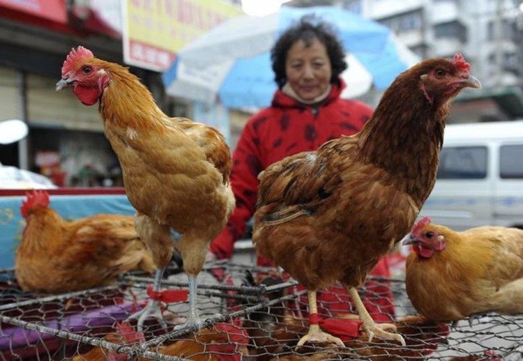 asiatische freiluftmärkte als brutstätten für die verbreitung von vogelgrippe beim menschen