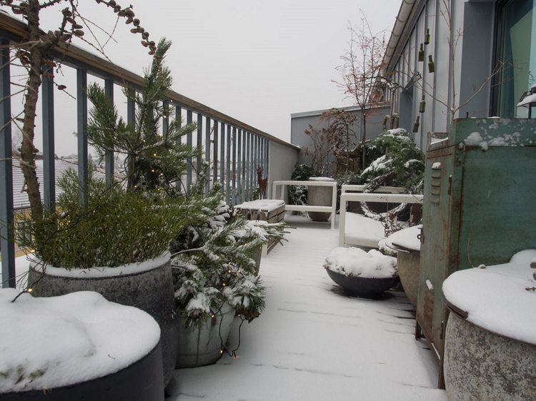 immergrüne pflanzen balkon winterhart