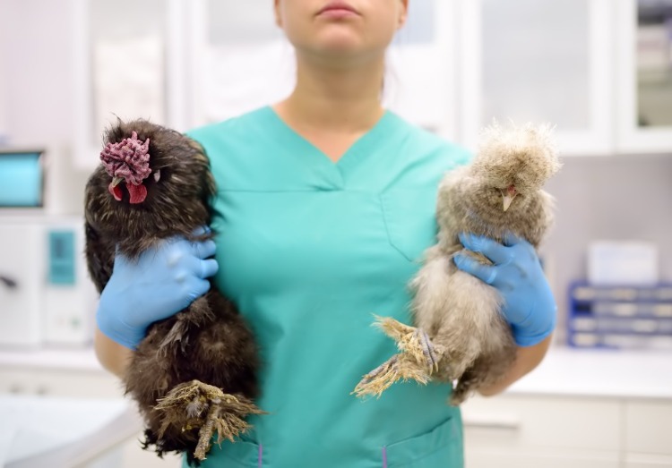 tierärztin hält zwei infizierte vögel mit aviären influenza