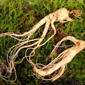 wurzel aus ginseng pflanze als natürliches heilmittel mit vielen gesundheitlichen vorteilen