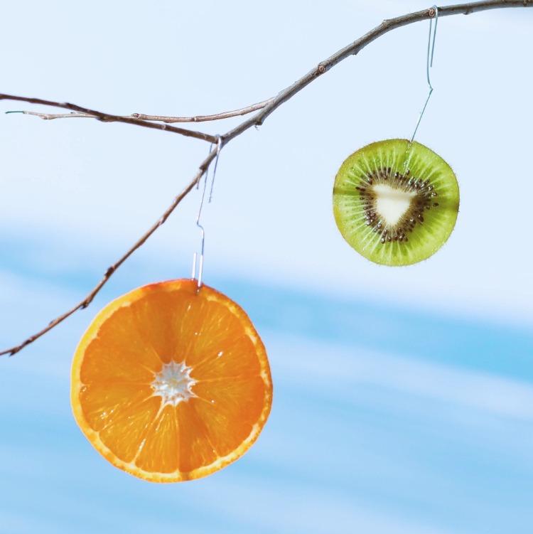 zwei scheiben von kiwi und orange hängen an einem zweig im winter unter den sonnenstrahlen